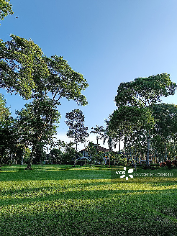 印度尼西亚：晴空下田野上的树木图片素材