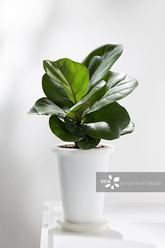 泰国曼谷白色背景下的盆栽植物特写图片素材