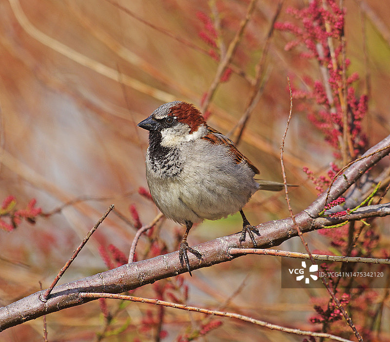 家麻雀图片素材