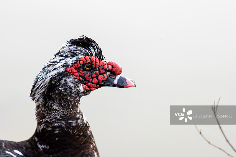 麝香鸭特写，以色列图片素材