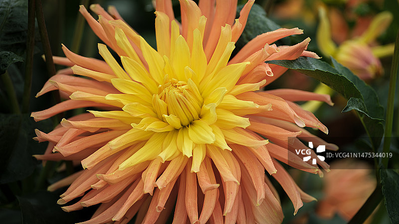 澳大利亚维多利亚州谢珀顿黄色花朵特写图片素材