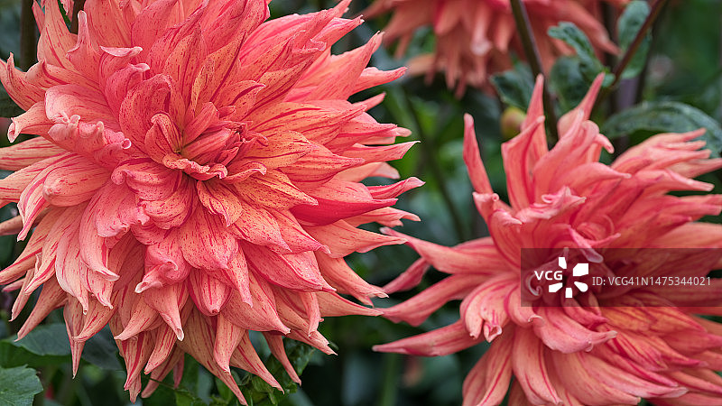 澳大利亚维多利亚州谢珀顿的红色大丽花特写图片素材