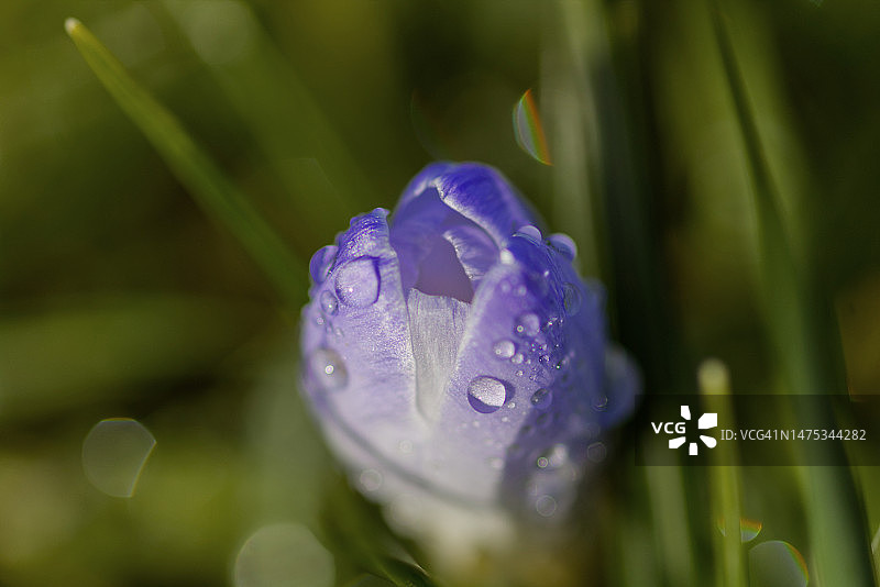 英国科尔切斯特斯坦威湿紫色花朵特写图片素材