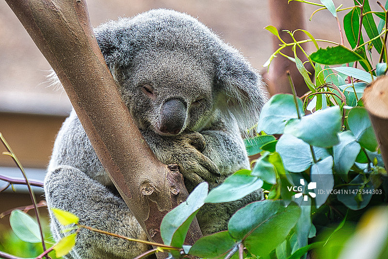 树上的考拉特写，比利时图片素材