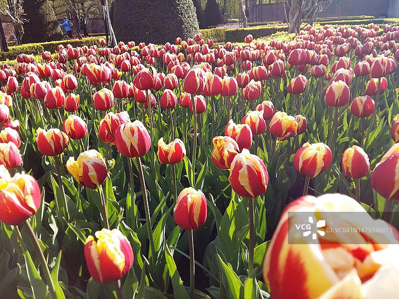 印度尼西亚郁金香花田特写图片素材