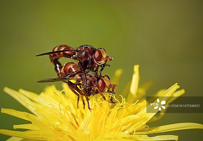 昆虫在黄花上（捷克共和国）图片素材