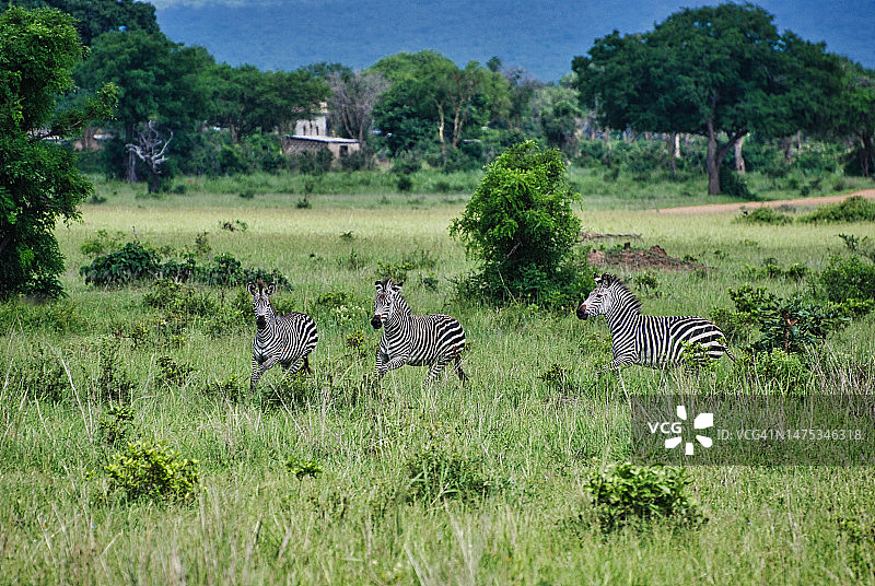 米库米国家公园草地上斑马吃草的俯视角度，坦桑尼亚图片素材