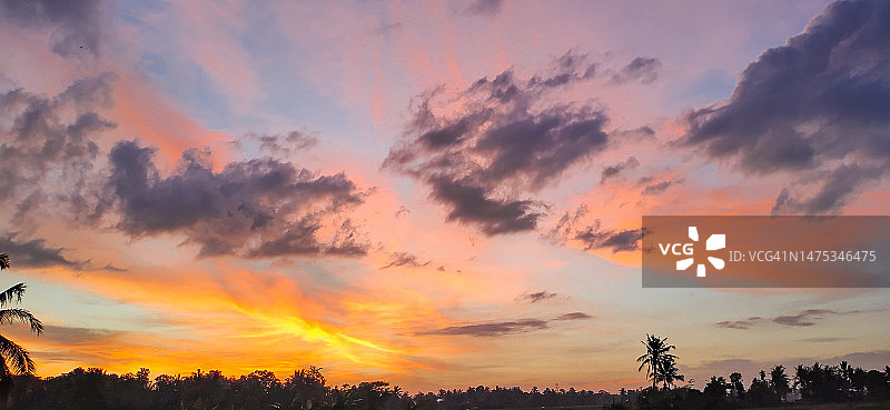 日落时树木剪影的低角度视图图片素材