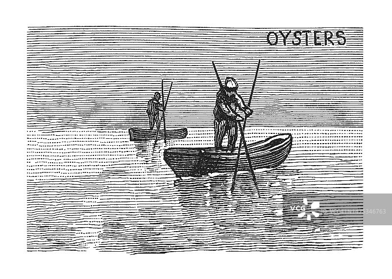 使用耙子捕捞牡蛎古董版画插图图片素材