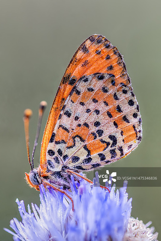 蝴蝶在紫色花朵上授粉特写，西班牙马德里图片素材