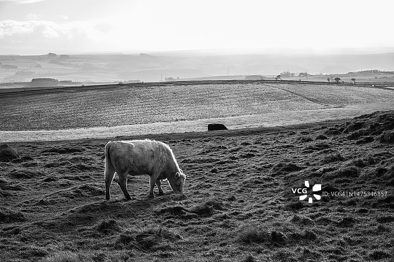 英国诺森伯兰郡田野上绵羊站立的高角度视图图片素材