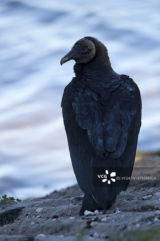 罕见的黑秃鹫自然摄影—秃鹫，佛罗里达，美国图片素材