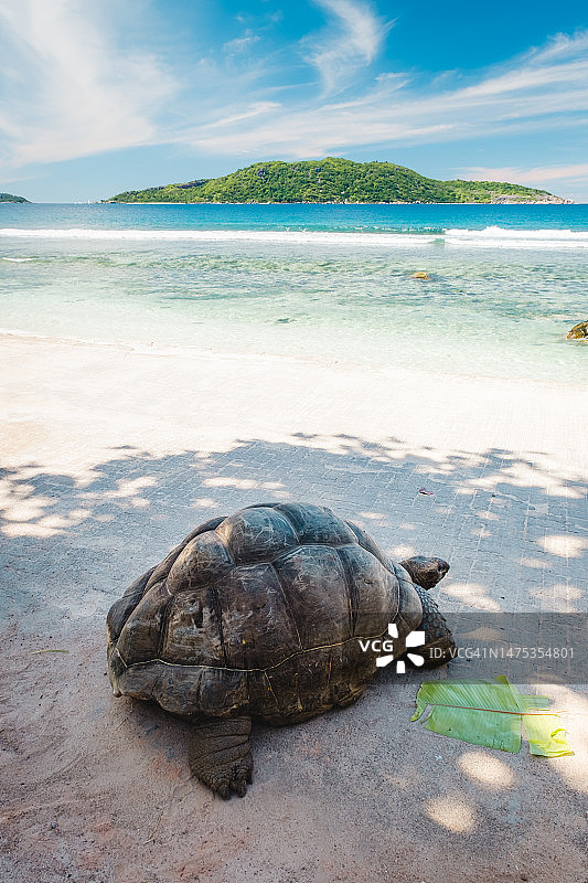 塞舌尔巨型陆龟（Aldabrachelys gigantea）的特写图片素材