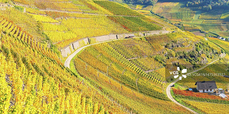 德国莱茵兰-普法尔茨阿尔塔尔地区的葡萄园秋景图片素材