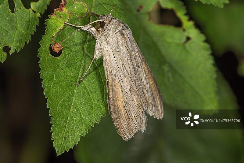 榆绿夜蛾停留在树叶上，德国巴登-符腾堡州图片素材