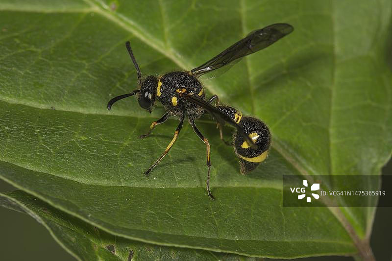 德国巴登-符腾堡州树叶上的蜾蠃图片素材