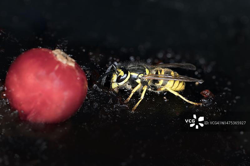 黄蜂在醋栗前吃李子酱，德国柏林图片素材