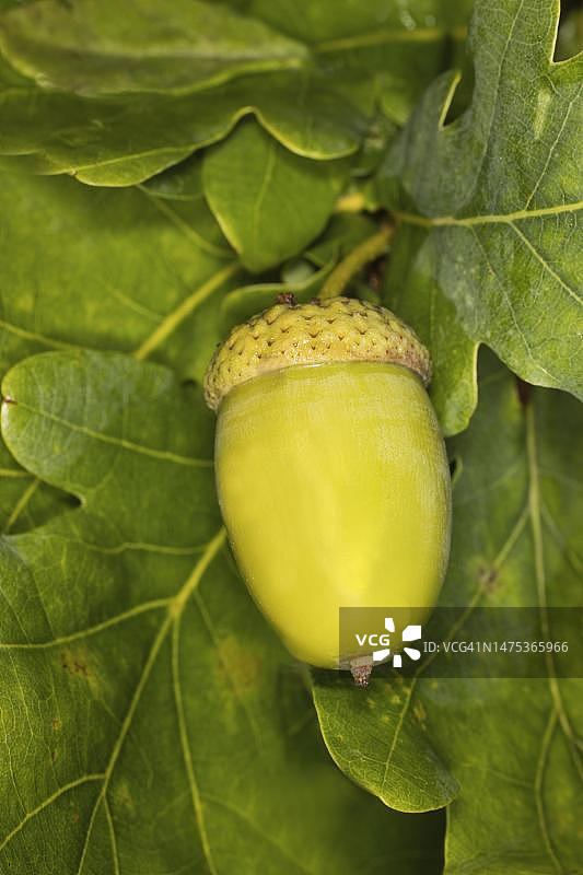 德国柏林橡树果实图片素材