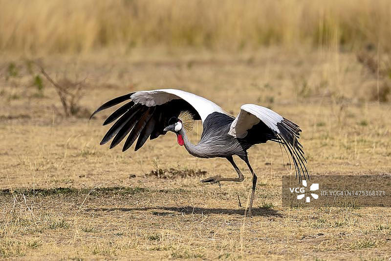 起飞的黑冠鹤，赞比亚南卢安瓜图片素材
