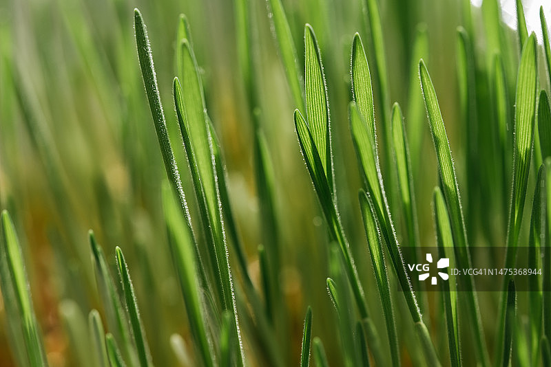 绿色草坪背景特写图片素材