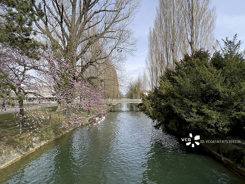 比尔运河的樱桃花图片素材