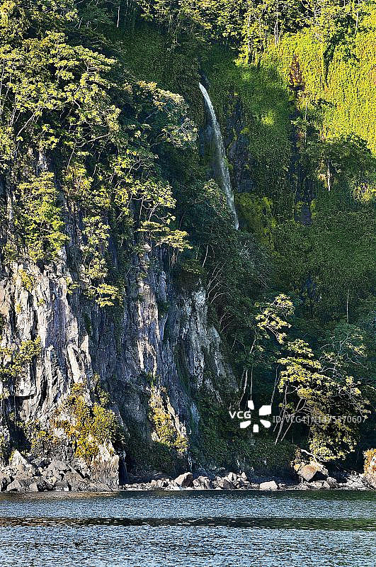 在哥斯达黎加科科斯岛联合国教科文组织世界遗产地的近乎垂直的岩壁上，原始森林和瀑布在中美洲图片素材