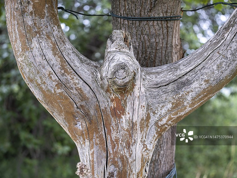 德国图林根州Unstrut-Hainich区Hainich自然保护区附近的裂干树图片素材