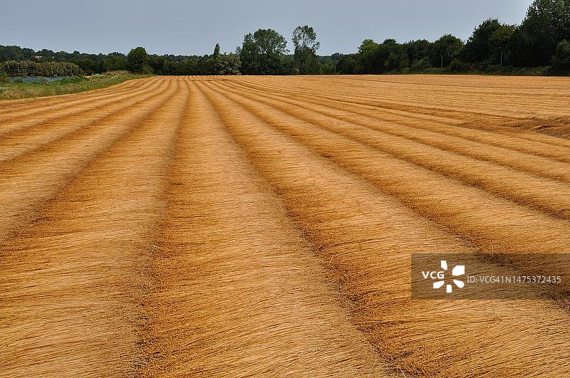 法国诺曼底的亚麻田图片素材