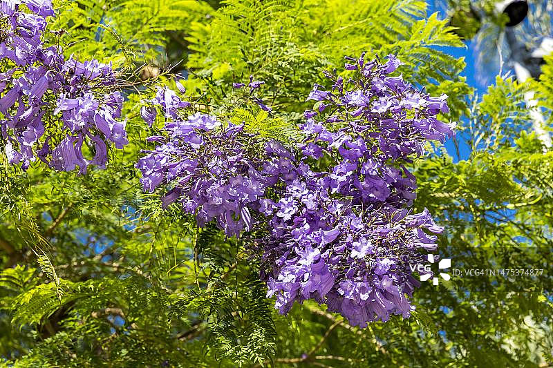 红木树，（蓝花楹），赌场花园，小非洲，蒙特卡洛，摩纳哥图片素材
