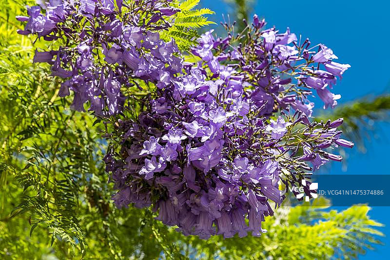 红木树，（蓝花楹），赌场花园，小非洲，蒙特卡洛，摩纳哥图片素材