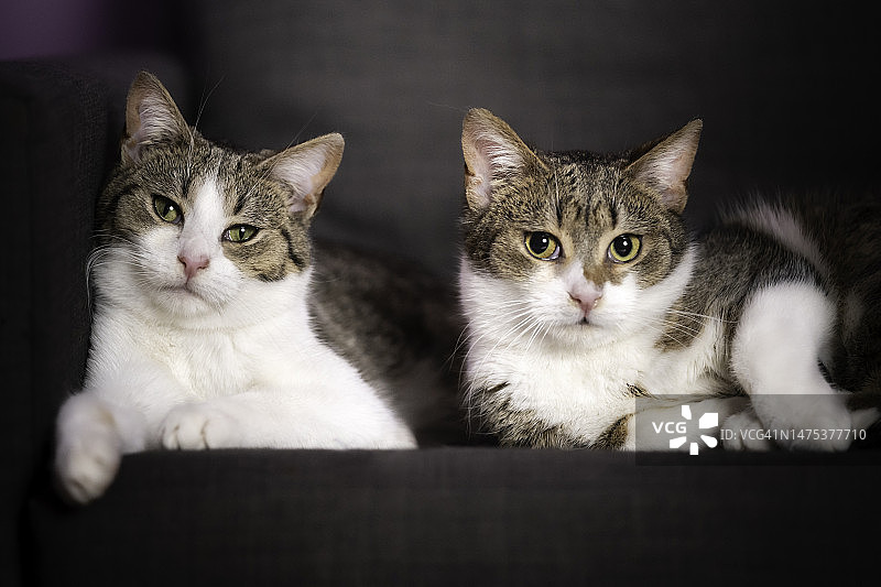 两只猫的肖像图片素材