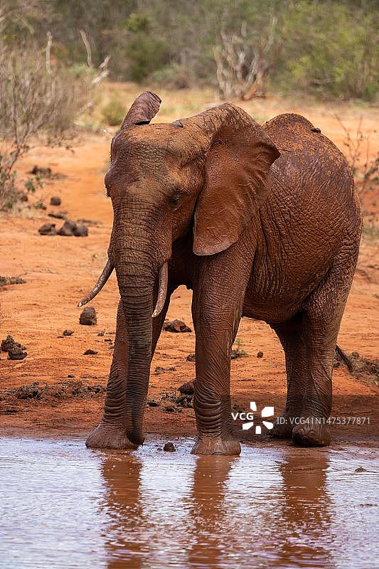 肯尼亚察沃国家公园稀树草原水坑中的一头孤象图片素材