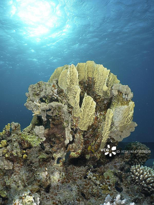逆光下的刀片火珊瑚(Millepora platyphylla)。潜水点红树林湾礁,埃尔库塞尔,埃及,红海图片素材