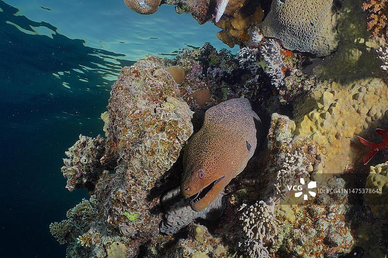 巨型海鳝(Gymnothorax javanicus)，红海，埃及图片素材
