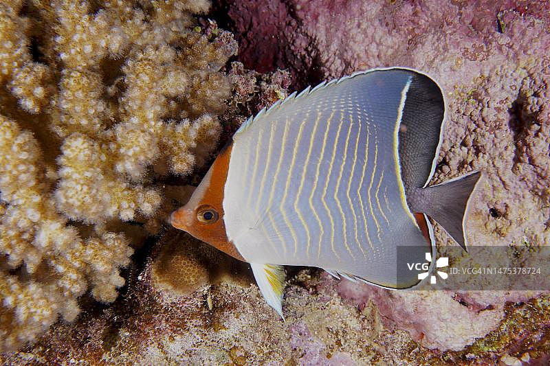 蓝chevron蝴蝶鱼，潜水点阿布芬德拉，埃及红海图片素材