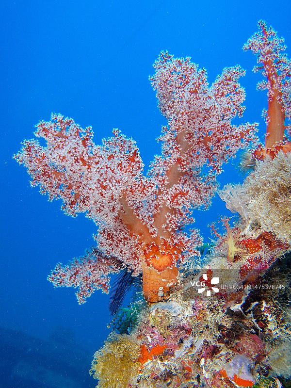 二战沉船上的树珊瑚（软珊瑚），锡奈，埃及，红海图片素材