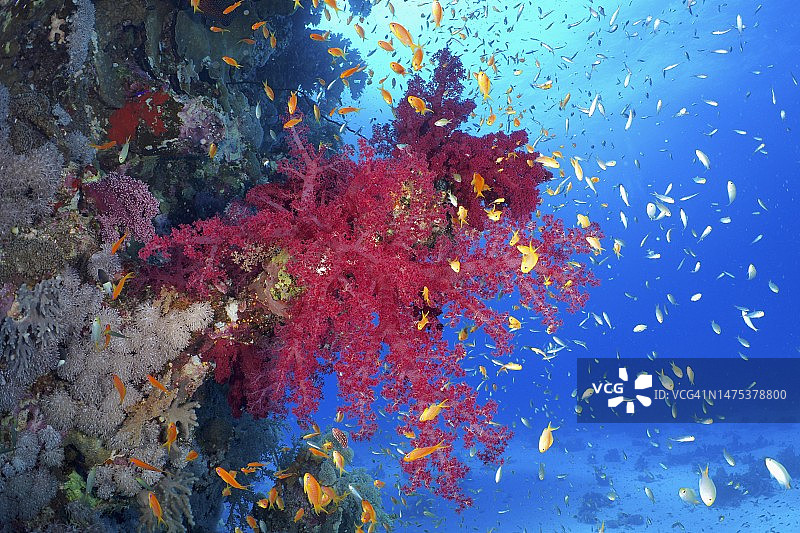 红海克氏软珊瑚及金花鲈鱼群（埃及，埃尔库塞尔，红树林湾，莫妮卡潜水点）图片素材