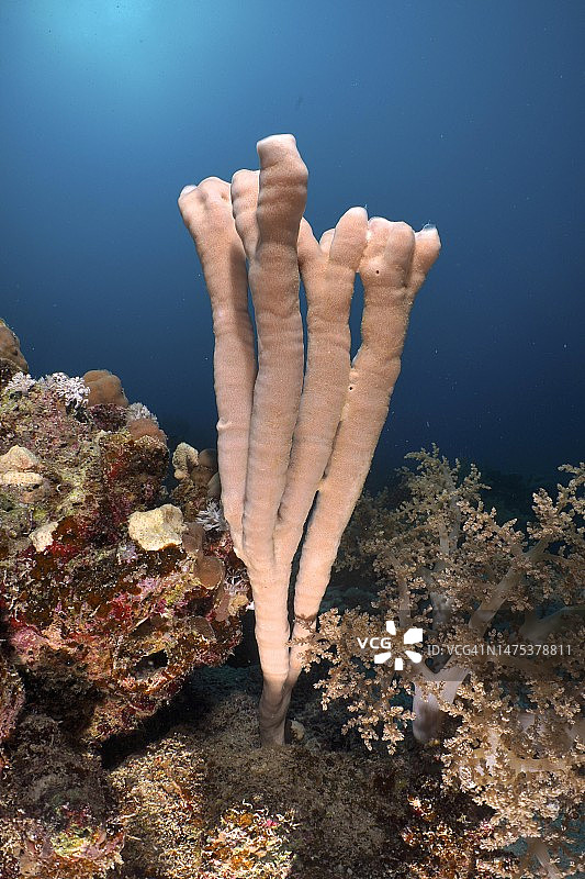 管状海绵群落，红海，埃及图片素材