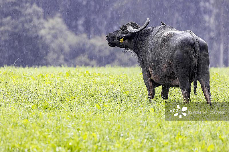 雨中的阿尔巴水牛，施瓦本阿尔布的牧场，德国巴登-符腾堡州图片素材