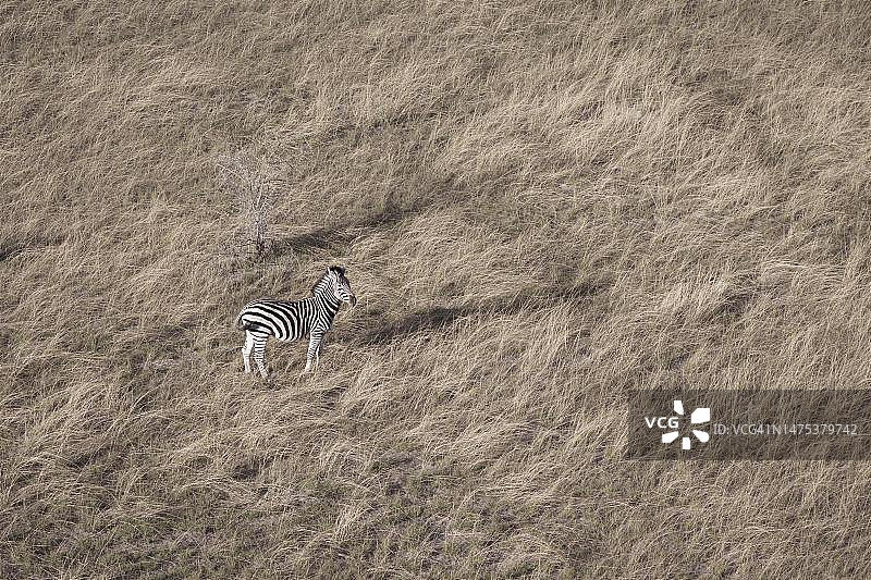 在干燥草原上谨慎寻找掠食者的斑马，博茨瓦纳奥卡万戈三角洲图片素材