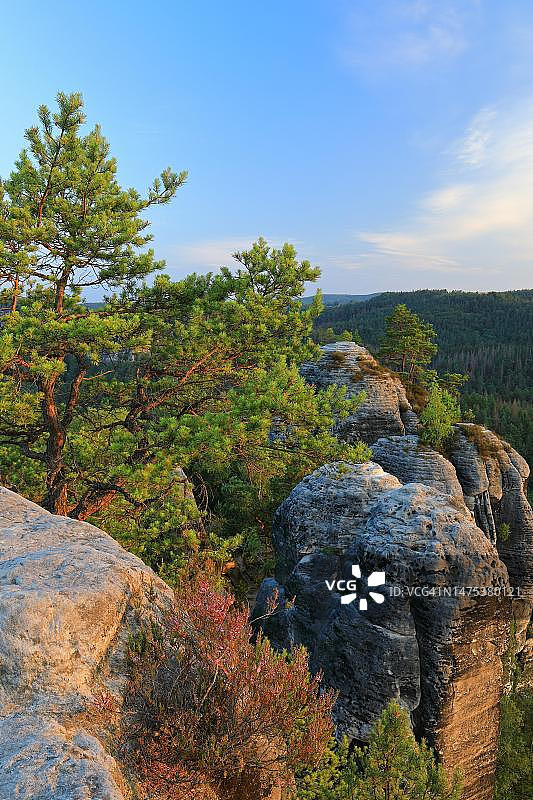 砂岩上的松树（松属），德国萨克森拉滕Gamrig图片素材