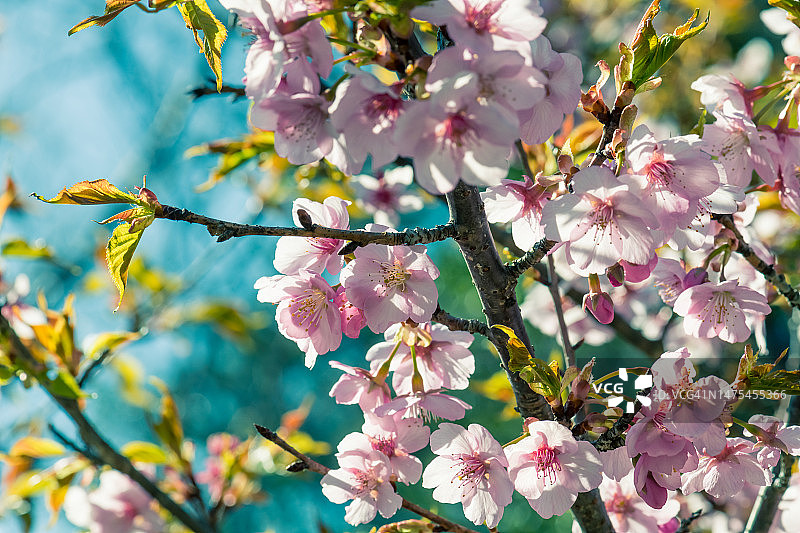 樱花与蓝天背景图片素材