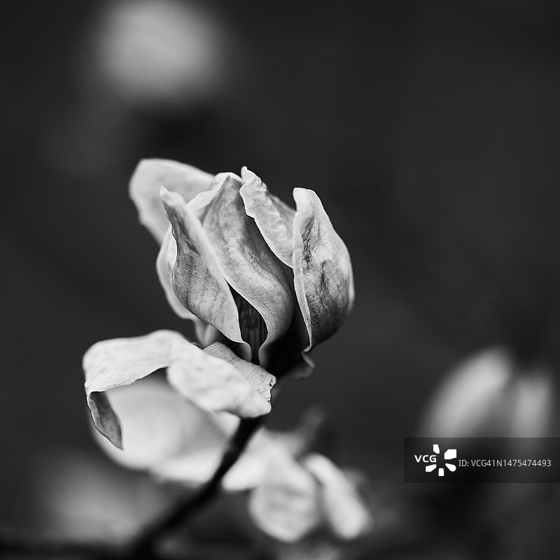 粉色玉兰花图片素材