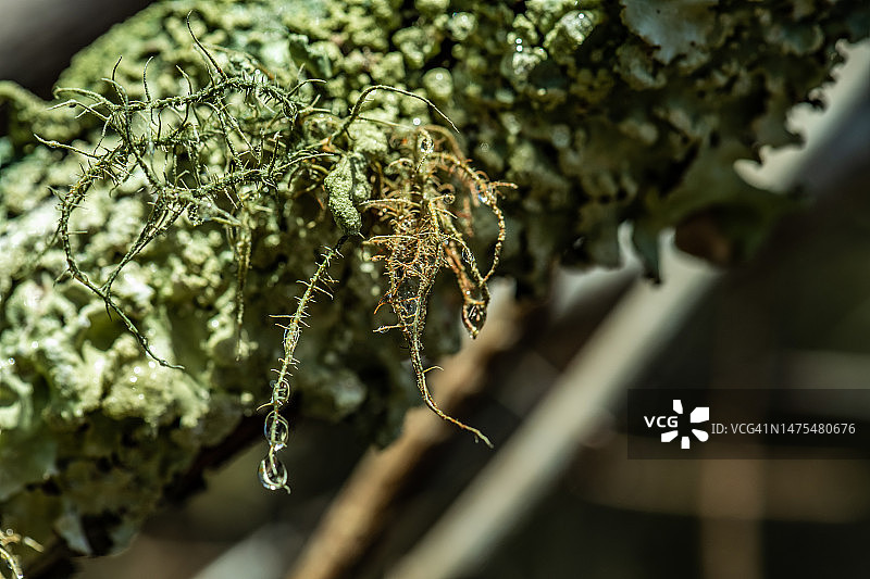 匍匐枝发粉石蕊图片素材