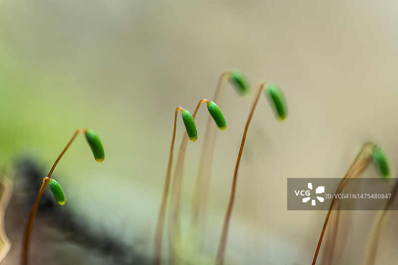 孢子体图片素材