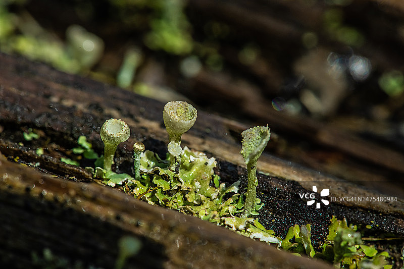 杯状地衣（Cladonia pyxidata）与水滴特写图片素材