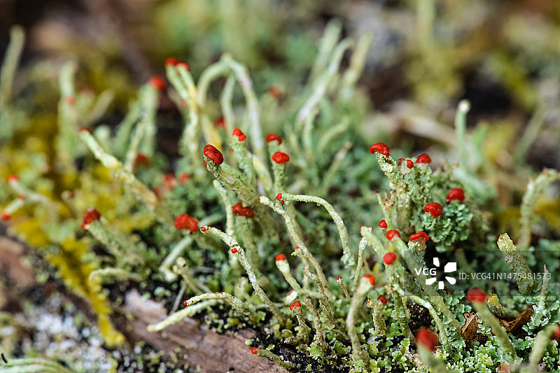 珊瑚藓图片素材