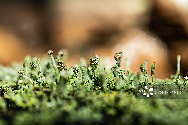 杯状地衣（Cladonia pyxidata）与水滴特写图片素材