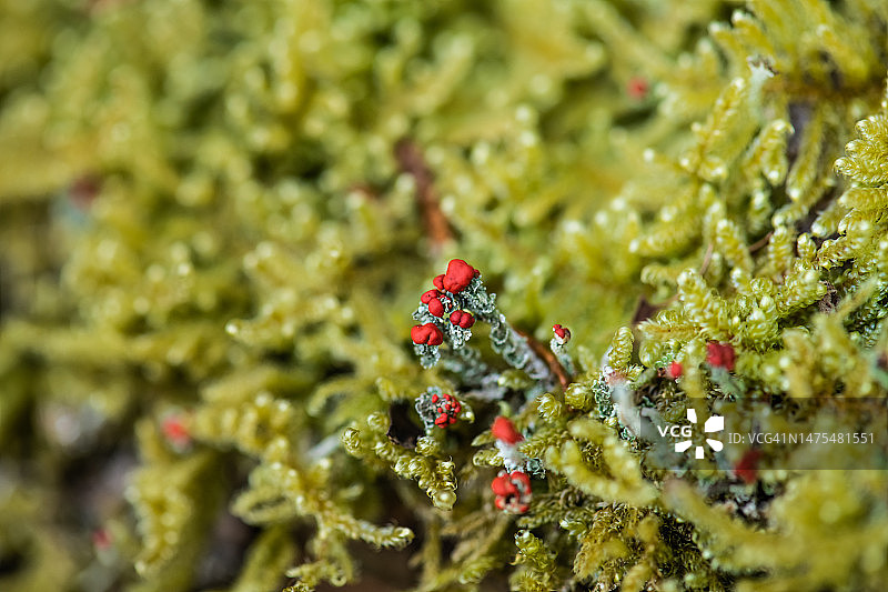 珊瑚藓图片素材