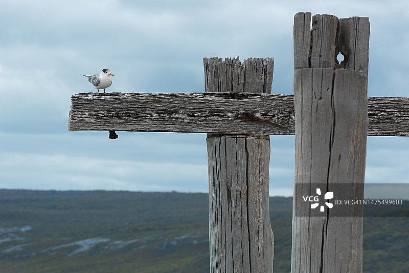 栖息在木桩上的凤头燕鸥图片素材